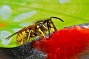 Fotos_Bienen, Wespen, Hummeln