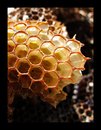 Fotos_Bienen, Wespen, Hummeln