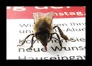 Fotos_Bienen, Wespen, Hummeln