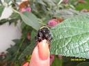 Fotos_Bienen, Wespen, Hummeln