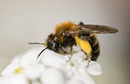Fotos_Bienen, Wespen, Hummeln