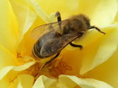 Fotos_Bienen, Wespen, Hummeln