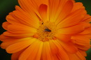 Fotos_Bienen, Wespen, Hummeln