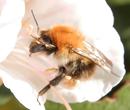 Fotos_Bienen, Wespen, Hummeln