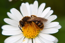 Fotos_Bienen, Wespen, Hummeln