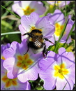 Fotos_Bienen, Wespen, Hummeln