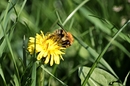 Fotos_Bienen, Wespen, Hummeln