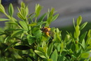 Fotos_Bienen, Wespen, Hummeln