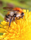 Fotos_Bienen, Wespen, Hummeln