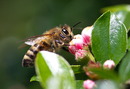 Fotos_Bienen, Wespen, Hummeln
