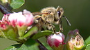 Fotos_Bienen, Wespen, Hummeln
