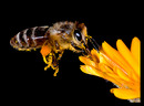 Fotos_Bienen, Wespen, Hummeln