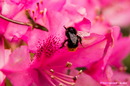 Fotos_Bienen, Wespen, Hummeln