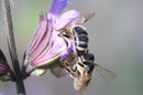 Fotos_Bienen, Wespen, Hummeln