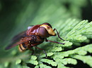 Fotos_Bienen, Wespen, Hummeln
