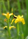 Fotos_Bienen, Wespen, Hummeln