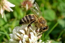Fotos_Bienen, Wespen, Hummeln