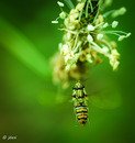 Fotos_Bienen, Wespen, Hummeln