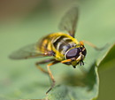 Fotos_Bienen, Wespen, Hummeln