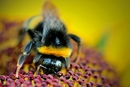 Fotos_Bienen, Wespen, Hummeln