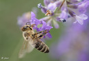 Fotos_Bienen, Wespen, Hummeln