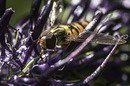 Fotos_Bienen, Wespen, Hummeln