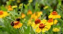 Fotos_Bienen, Wespen, Hummeln