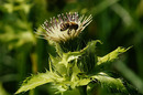 Fotos_Bienen, Wespen, Hummeln
