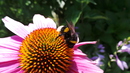 Fotos_Bienen, Wespen, Hummeln