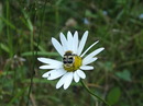 Fotos_Bienen, Wespen, Hummeln