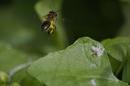 Fotos_Bienen, Wespen, Hummeln