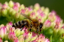 Fotos_Bienen, Wespen, Hummeln