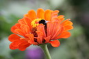 Fotos_Bienen, Wespen, Hummeln