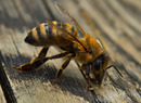 Fotos_Bienen, Wespen, Hummeln