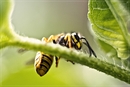 Deutsche Wespe - Paravespula germanica
