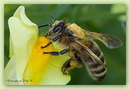 Fotos_Bienen, Wespen, Hummeln
