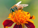 Schwebfliege 1