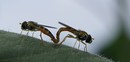Fotos_Bienen, Wespen, Hummeln