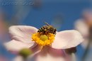 Fotos_Bienen, Wespen, Hummeln