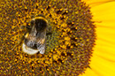Fotos_Bienen, Wespen, Hummeln