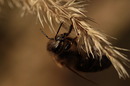 Fotos_Bienen, Wespen, Hummeln