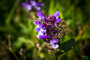 Fotos_Bienen, Wespen, Hummeln