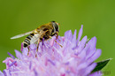 Fotos_Bienen, Wespen, Hummeln