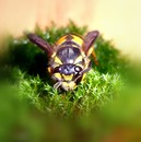 Fotos_Bienen, Wespen, Hummeln