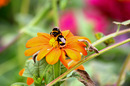 Fotos_Bienen, Wespen, Hummeln