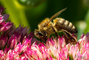 Fotos_Bienen, Wespen, Hummeln