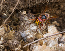 Fotos_Bienen, Wespen, Hummeln