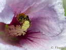 Fotos_Bienen, Wespen, Hummeln