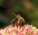 Fotos_Bienen, Wespen, Hummeln