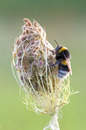 Fotos_Bienen, Wespen, Hummeln